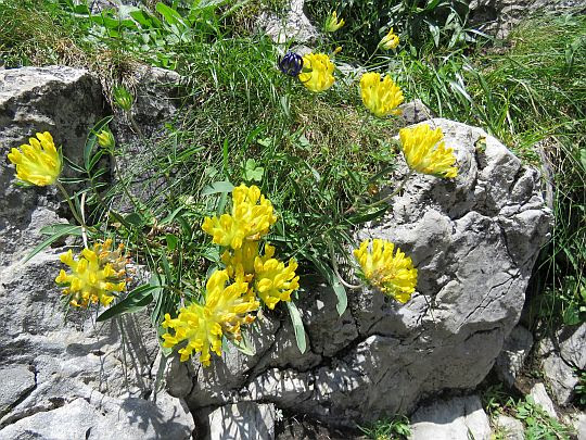 Przelot alpejski (Anthyllis alpestris). Przelot alpejski (Anthyllis alpestris).