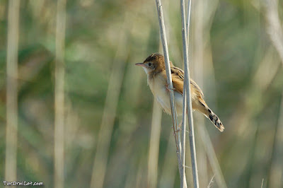 Trist (Cisticola juncidis)