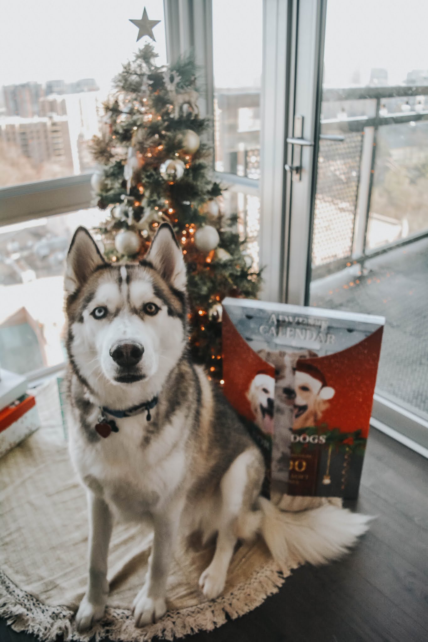 Costco Dog Advent Calendar Review — Michele, One L