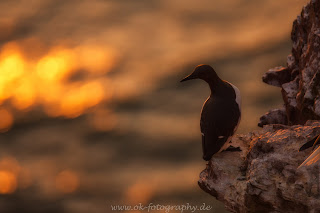Trottellumme Sonnenuntergang Lummenfelsen Helgoland Nikon Wildlife Olaf Kerber