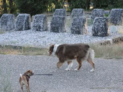 dogs amid the graves at Pine Grove Cemetery in Nevada City, California