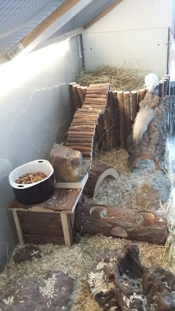 mongolian gerbil tank