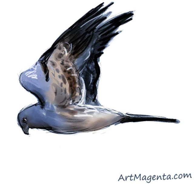 Montagu's harrier sketch painting. Bird art drawing by illustrator Artmagenta.
