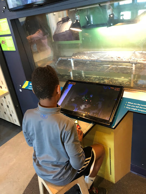 looking at turtle tank