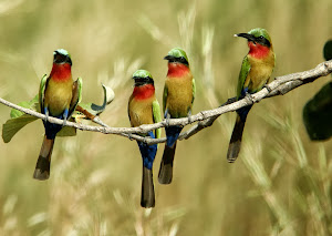 Red-throated Bee-eater