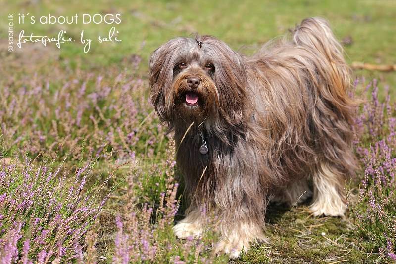 Chirus Tibet Terrier Freundin Raya in der Heide