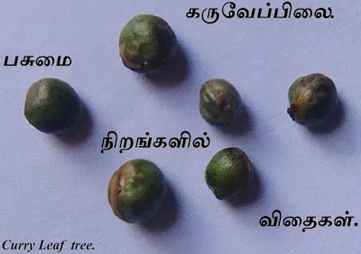 Curry Leaf  tree seeds