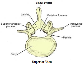 Structure of spine bone