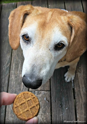 Hound dog waiting for treat