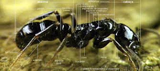 O Reino Das Formigas: um blog sobre mirmecologia: Anatomia de uma formiga