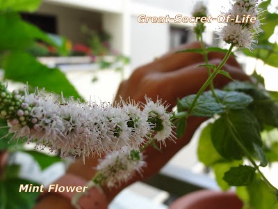 Mint Flower