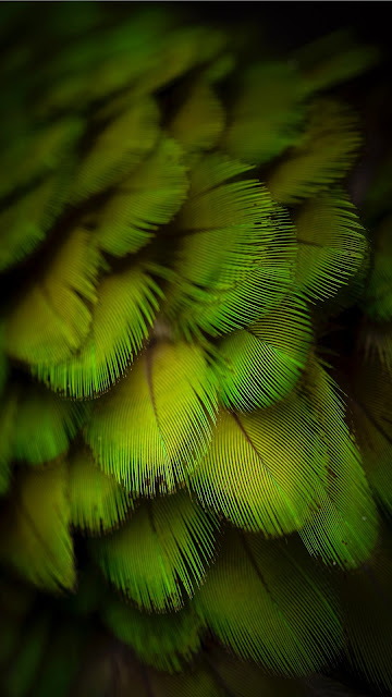Iphone wallpaper for green parrot feather Iphone wallpaper for green parrot feather