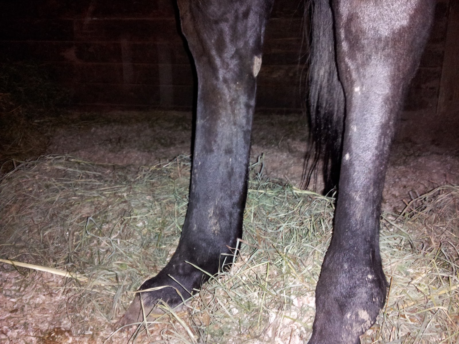 Through the Eyes of a Deaf Equine Fanatic They really need to invent