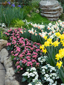 Centennial Park Conservatory Spring Flower Show 2014 daffodil cyclamen garden muses-not another Toronto gardening blog