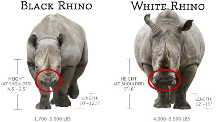 adult rhino weight adult rhino weight
