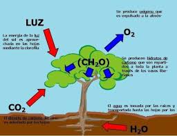 componentes dela fotosíntesis