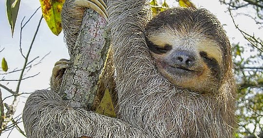 30 Interesting Facts About Sloths