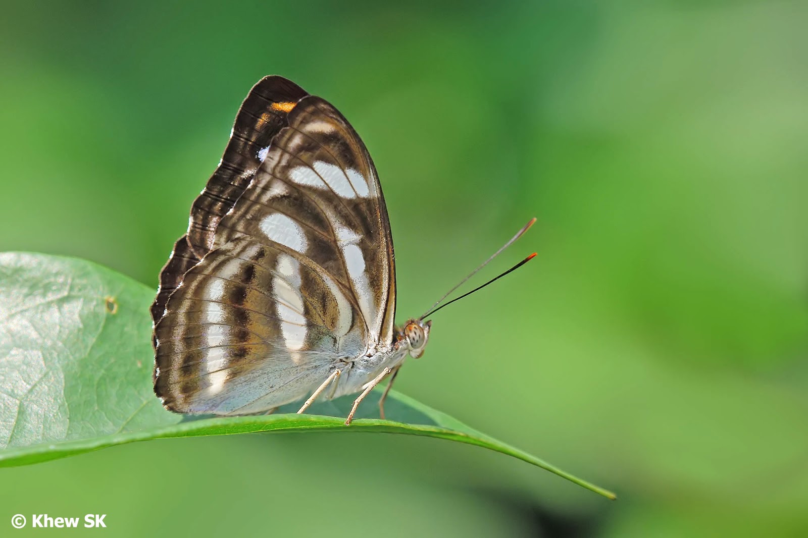 Butterflies of Singapore Variation or Form?