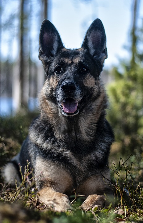 Jenis Anjing Herder Yang Perlu Anda Tahu