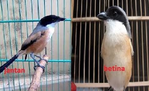 Cara Bedakan Cendet Trotolan Atau Anakan Jantan Dan Betina Liputan Indonesia