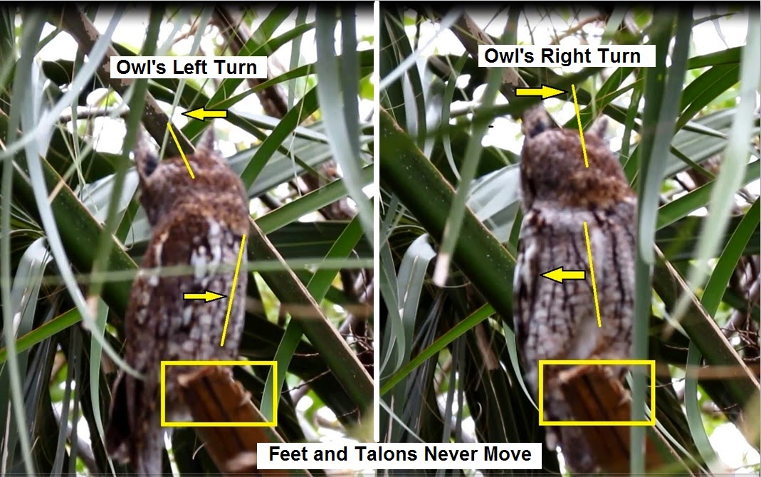 Backyard Birding....and Nature Eastern Screech Owl Rotates Head And