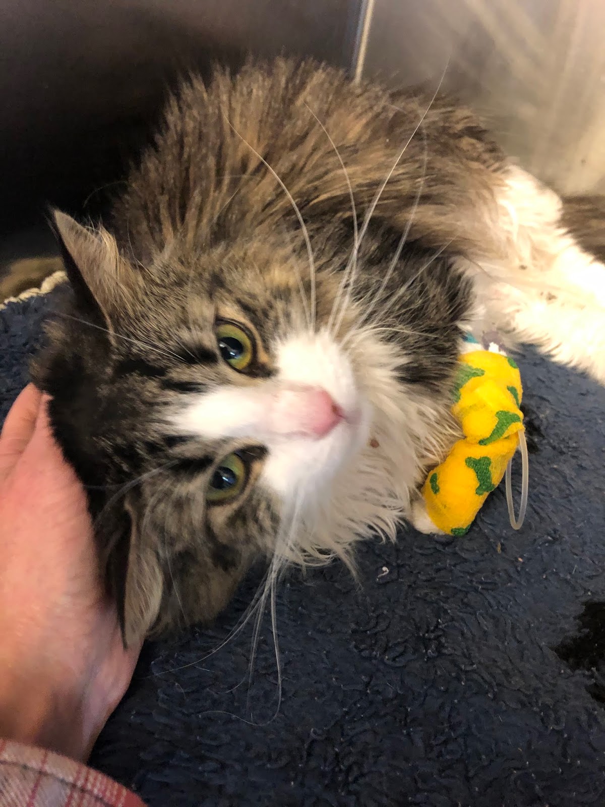 Diary of a RealLife Veterinarian Linear Foreign String Body In A Cat