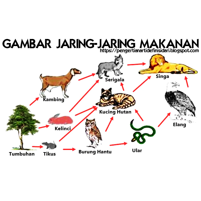 Apa Yang Dimaksud Dengan Ekosistem? Blog Ilmu Pengetahuan