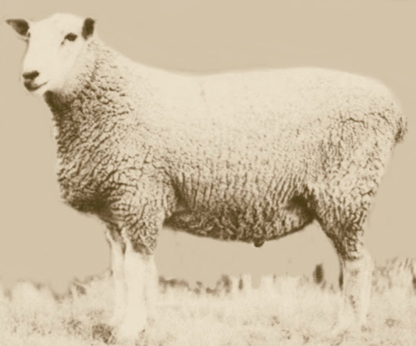 gromark sheep, about gromark sheep, gromark sheep appearance, gromark sheep breed, gromark sheep breed info, gromark sheep care, gromark sheep color, gromark sheep characteristics, caring gromark sheep, gromark sheep development, gromark sheep ewes, gromark sheep facts, gromark sheep for meat, gromark sheep for wool, gromark sheep history, gromark sheep horns, gromark sheep info, gromark sheep images, gromark sheep lambs, gromark sheep meat, gromark sheep origin, gromark sheep photos, gromark sheep pictures, gromark sheep rarity, gromark sheep rearing, raising gromark sheep, gromark sheep size, gromark sheep temperament, gromark sheep uses, gromark sheep varieties, gromark sheep weight, gromark sheep wool