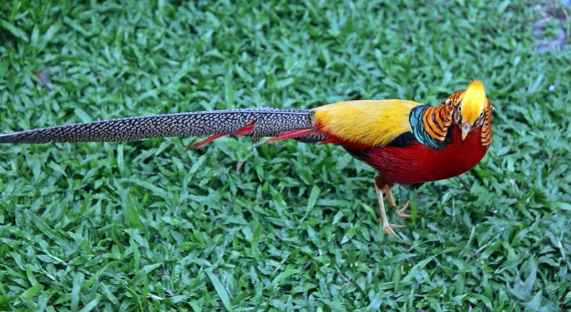 Faisão-dourado (Chrysolophus pictus)