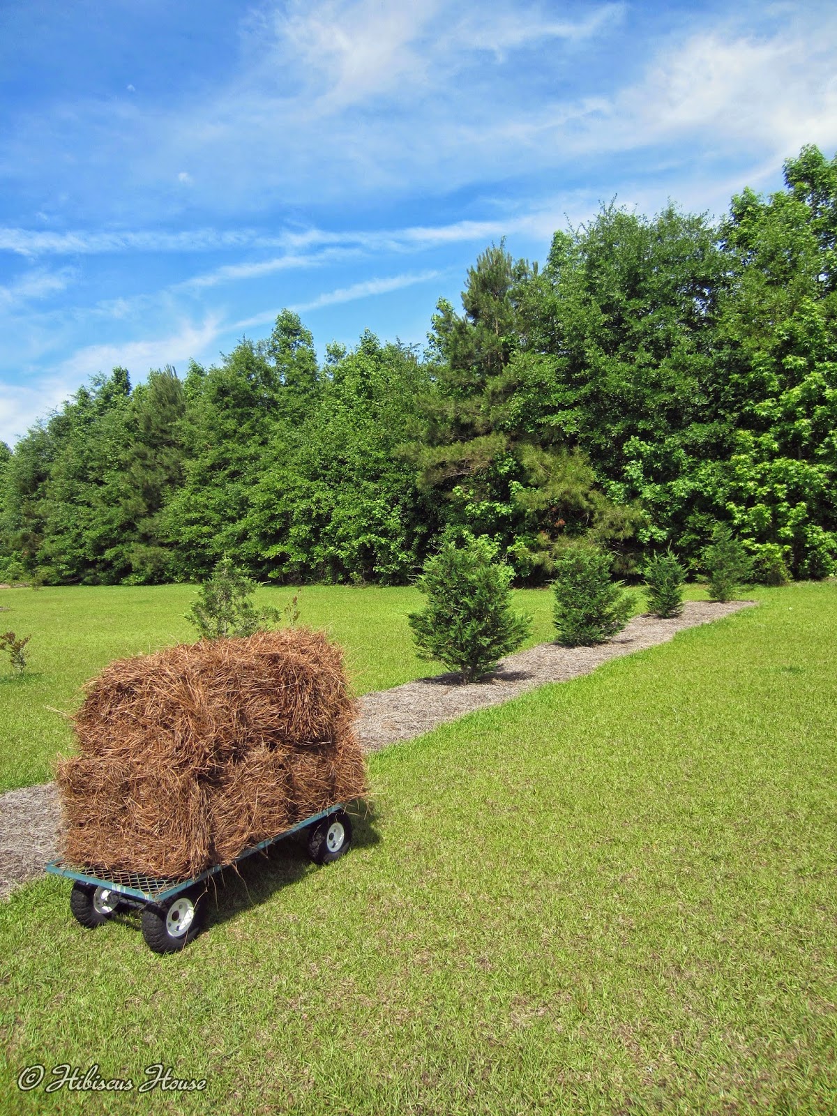 Hibiscus House Pine Straw by the Truckload!