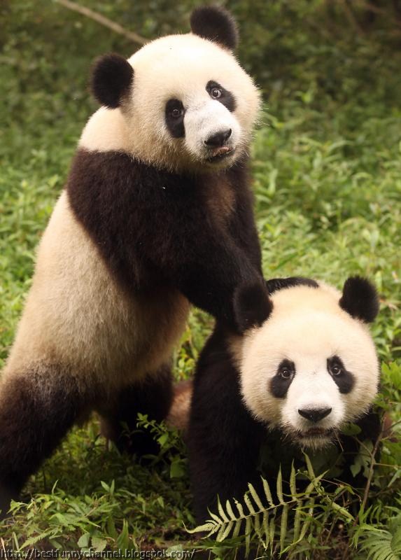 Cute and funny  pictures of animals 68 Pandas  7