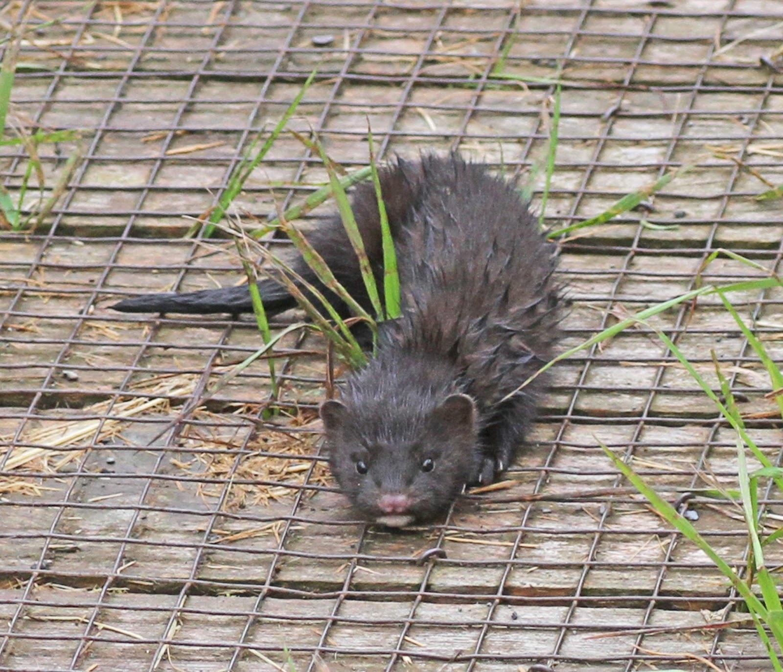 Simon and Karen Spavin: A very wet juvenile mink