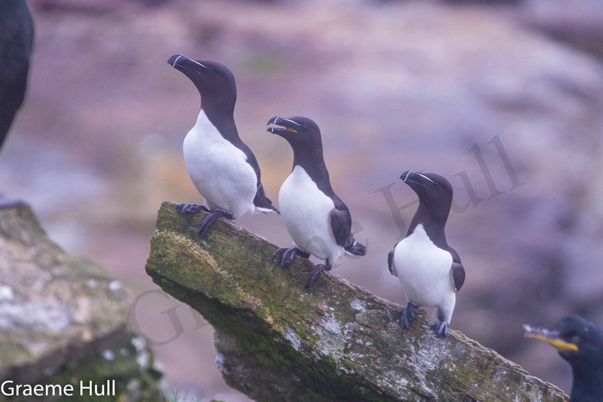 Brough Bay Association News Blog Bird Life Photos on Head by