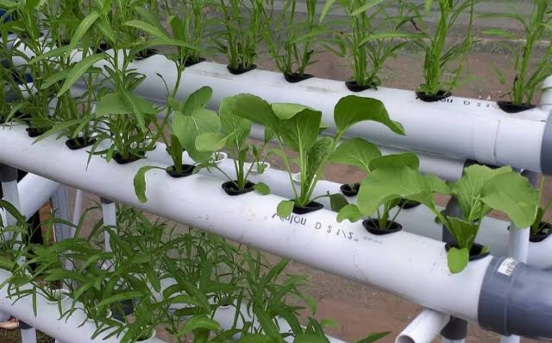 Hydroponic Techniques Without Sunlight Following Types of Plants