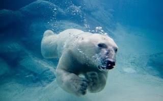yüzen Kutup ayısı