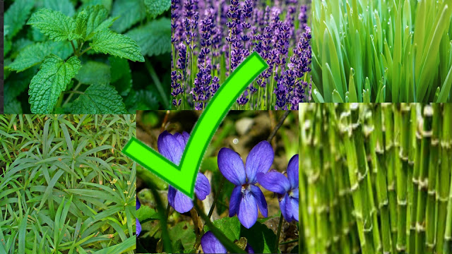 Liste der Giftigen und Ungiftigen Pflanzen für Katzen: Sicherheit für ...