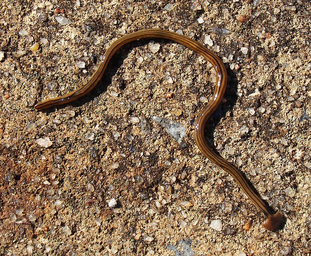 The Bizarre Hammerhead Worm Substrate Predator Extraordinaire The