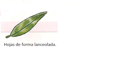 Identificación de árboles: Hojas caducas simples