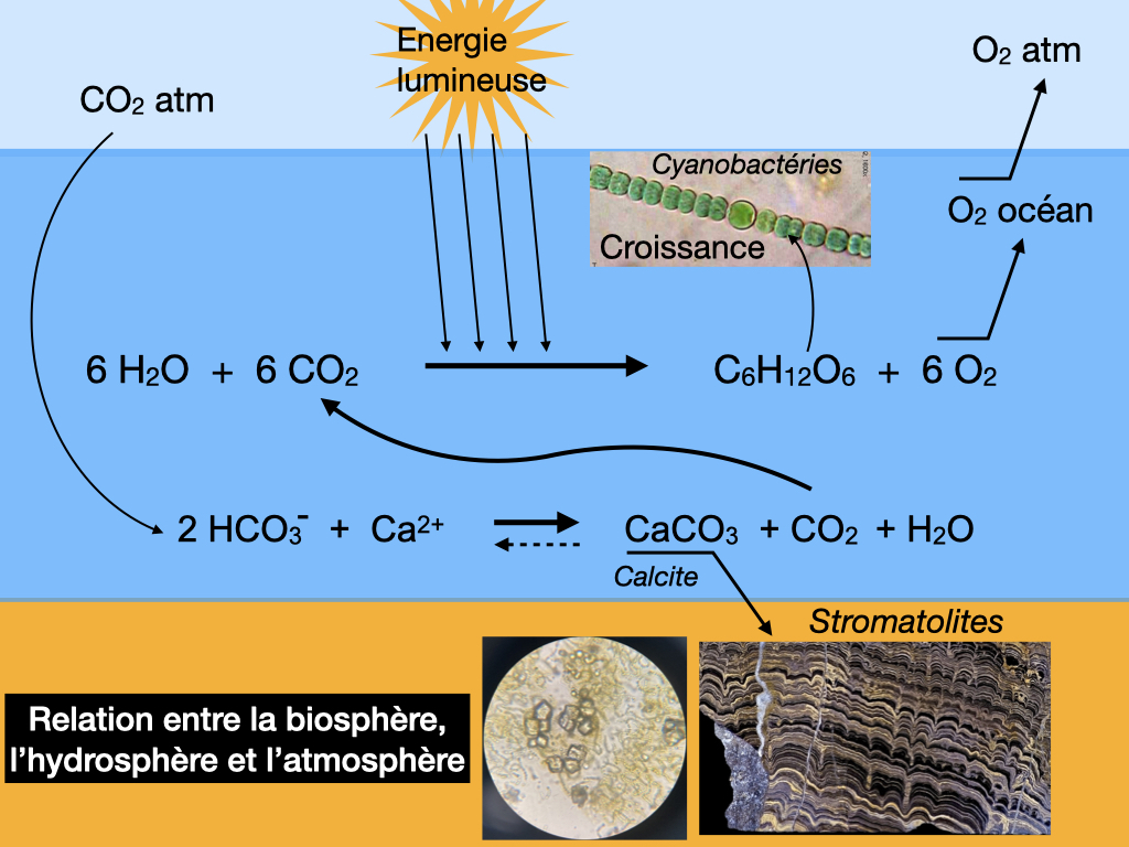 De Quoi Ont Besoin Les Cyanobactéries Pour Produire Du Dioxygène svtOlycée
