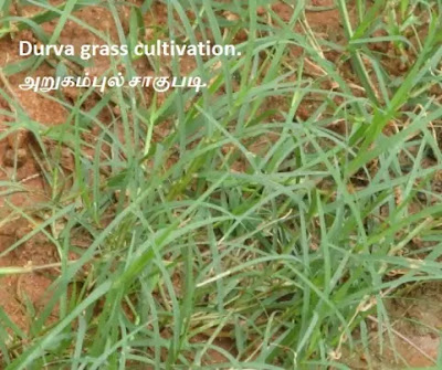 Durva grass cultivation