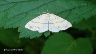 Cyclophora (Codonia) punctaria DSC114827