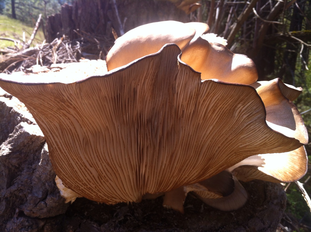 Gourmet Foragables How to find and cook with wild edibles One of my