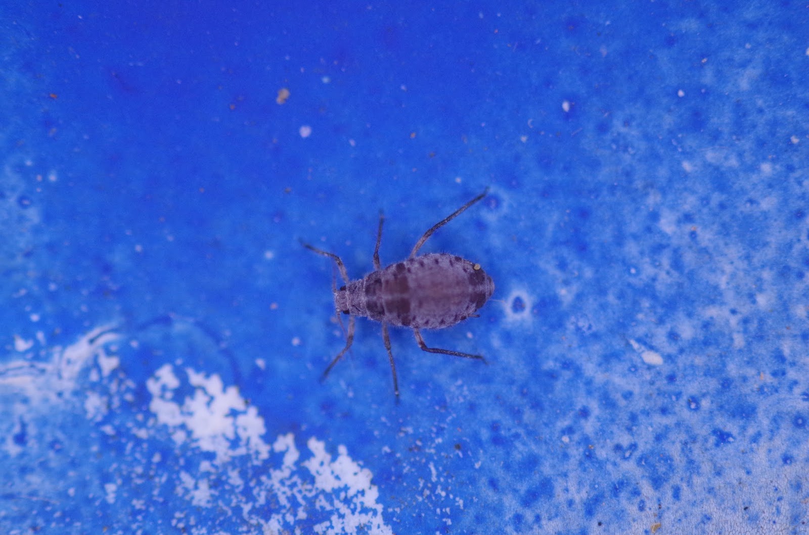 the-bugs-in-the-backyard-insects
