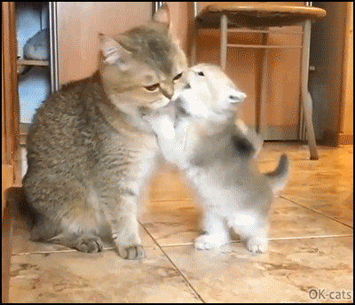 Cute Cat!, cute , cat , kitten , kitty , milk , cup - GIF animado