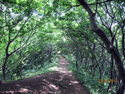 角田山　灯台コース　憩いの山道