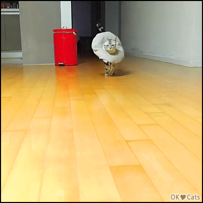 Funny Cat GIF • The real 'Catwalk'. Best meowdel walk ever. Straight from Fashion week [ok-cats-site.com]