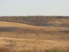 Área de caatinga com pastagem