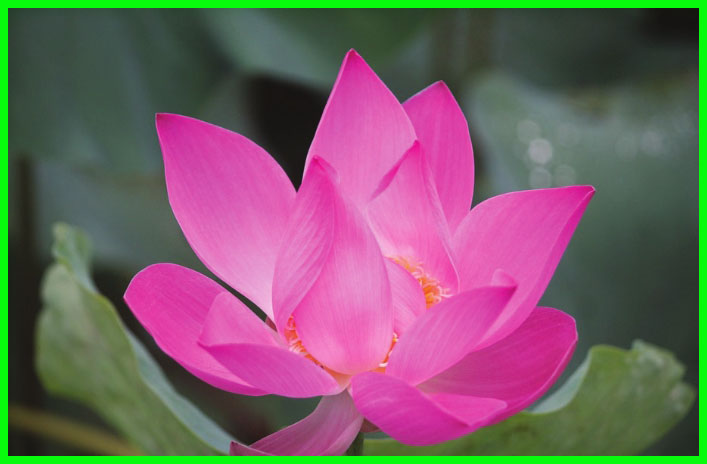 Kunci Jawaban Buku Siswa Kelas 6 Tema 2 Subtema 1 Halaman 2 3 4 5 6 Sanjayaops