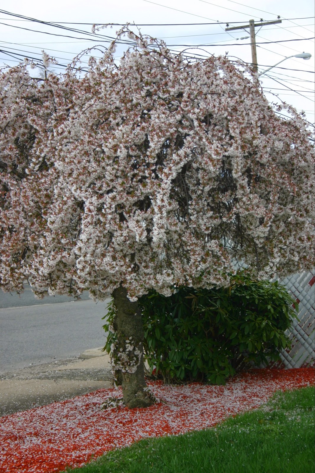 My Temple of Nature: April 2014
