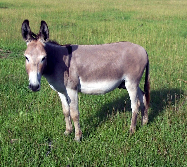 Donkey 30 Interesting facts FactoPedia Universe